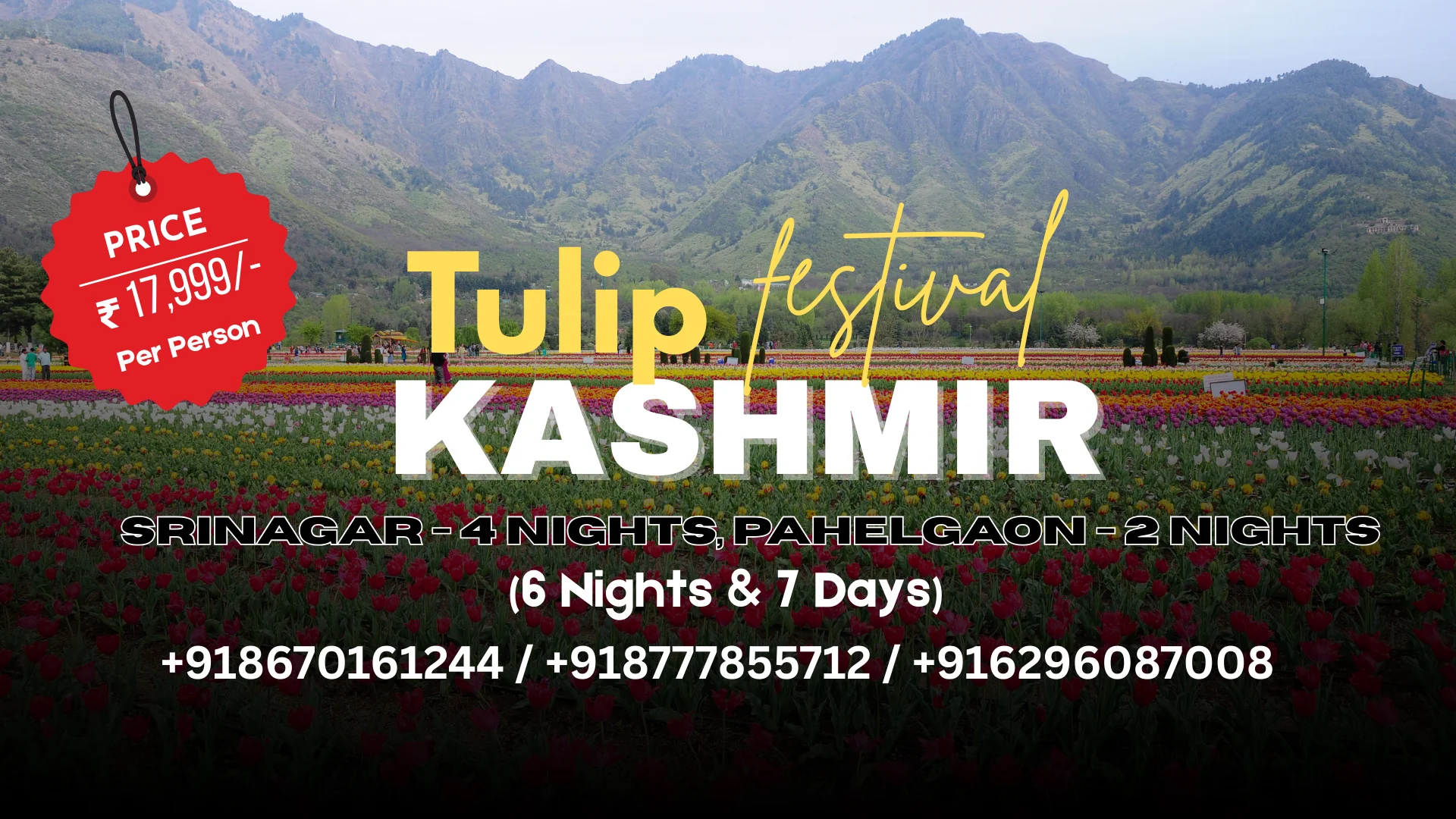 Kashmir Tulip Festival Tour